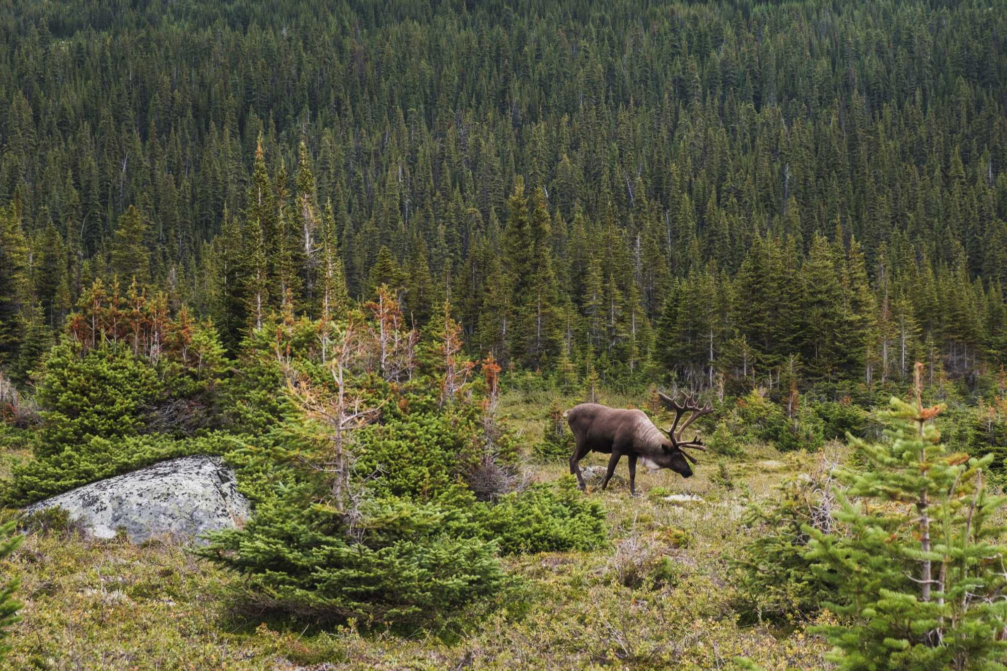 caribou forest