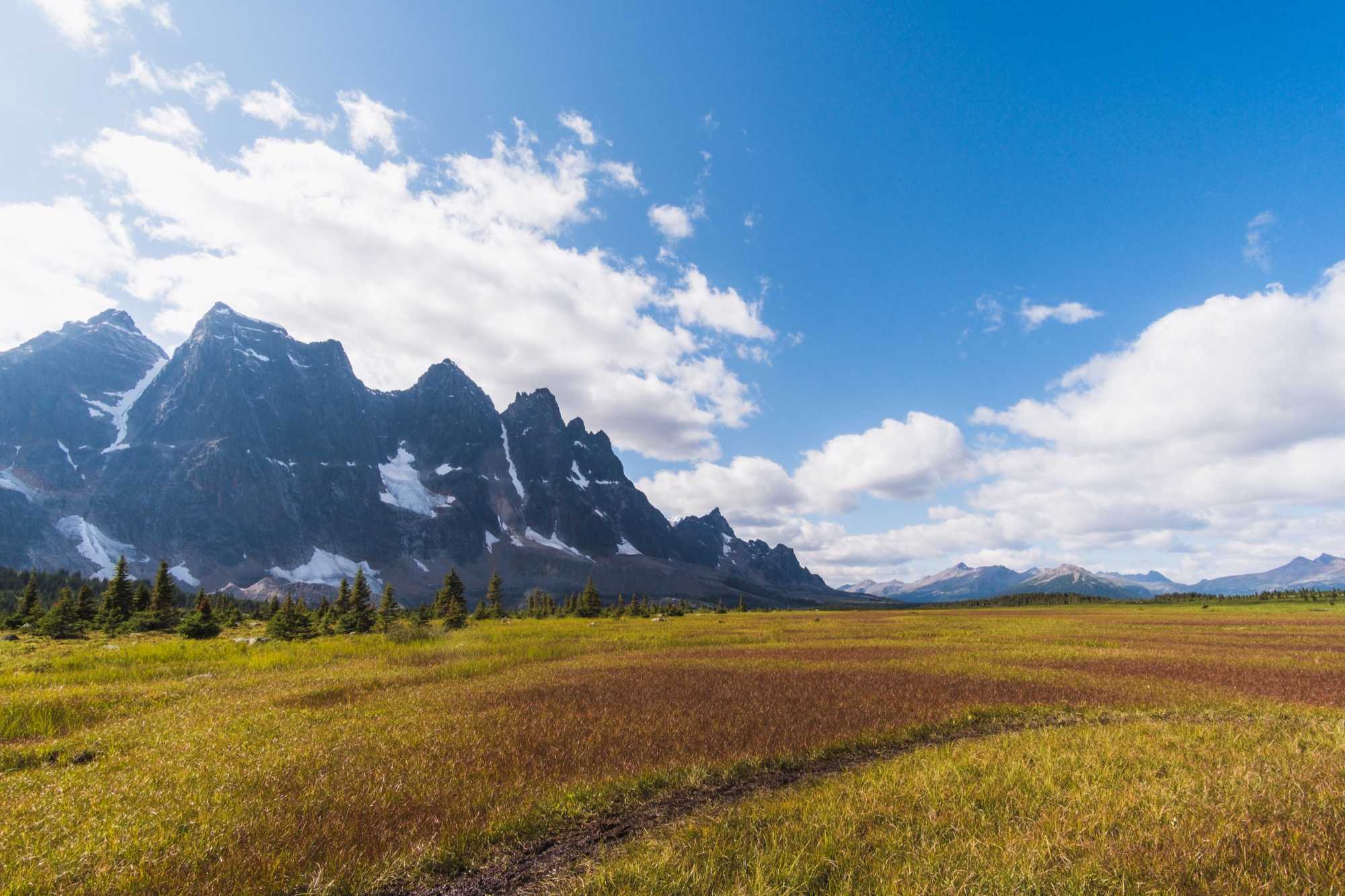 tonquin brown