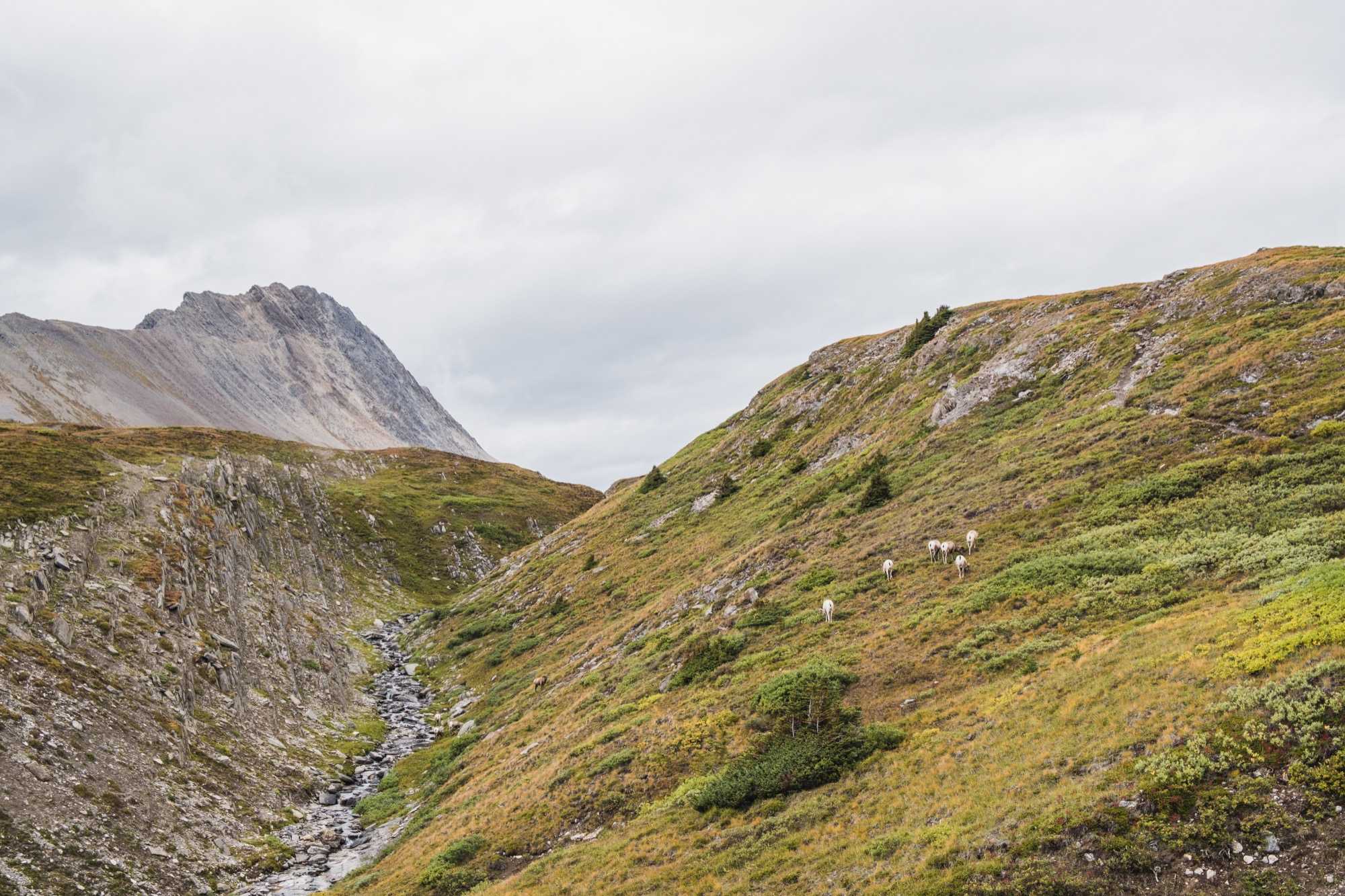 I spot ten sheep in this picture. Can you? sheep4