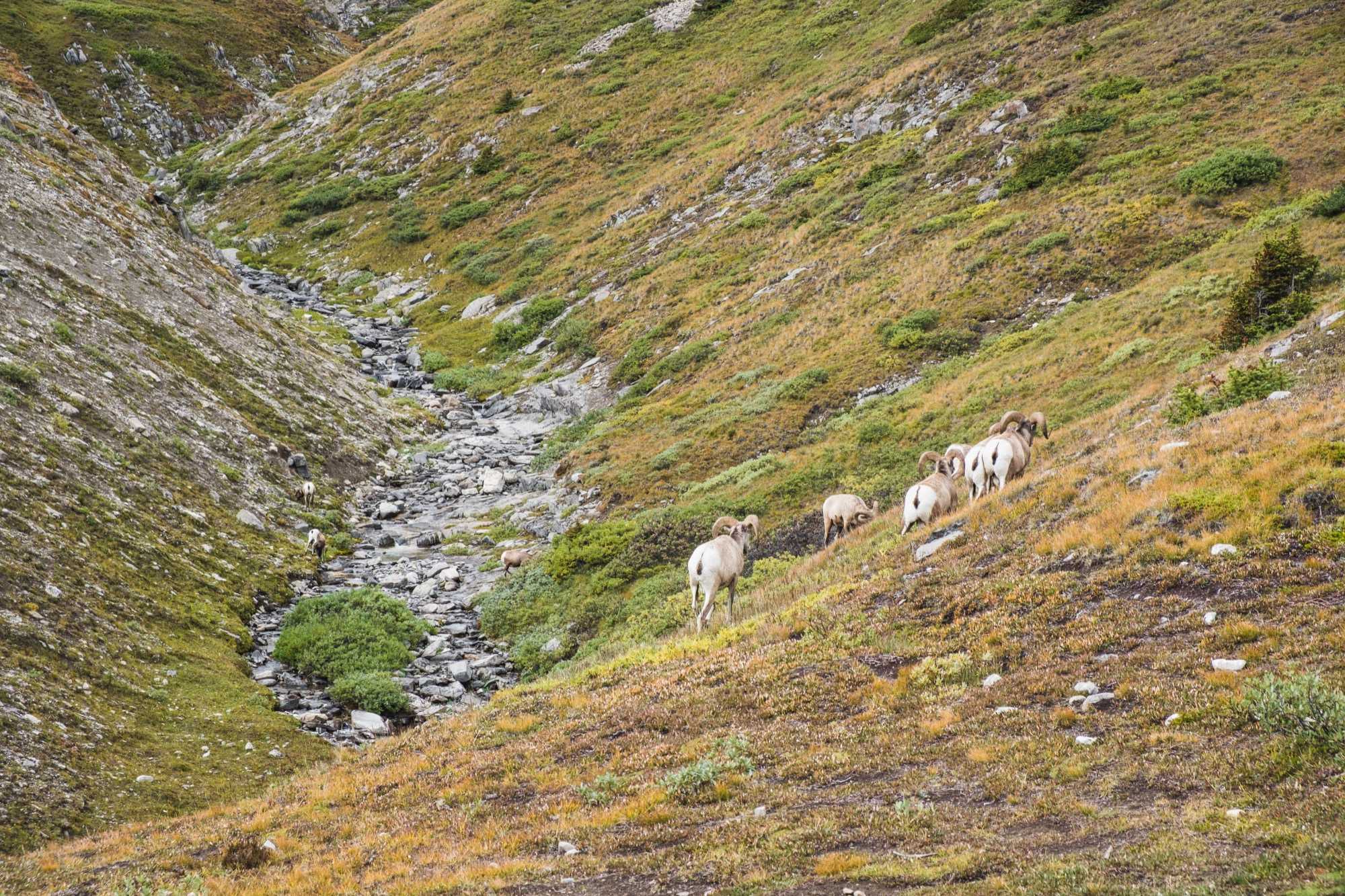 sheep2