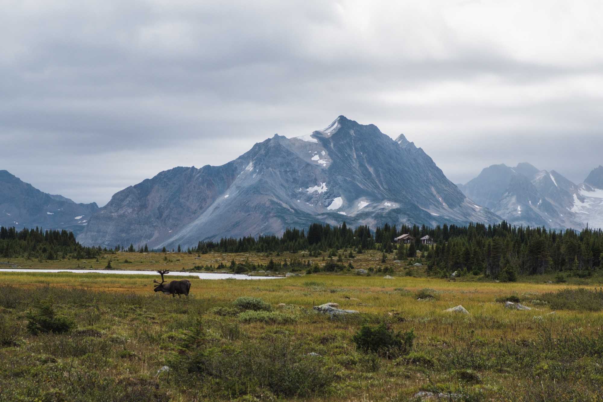 caribou mountain