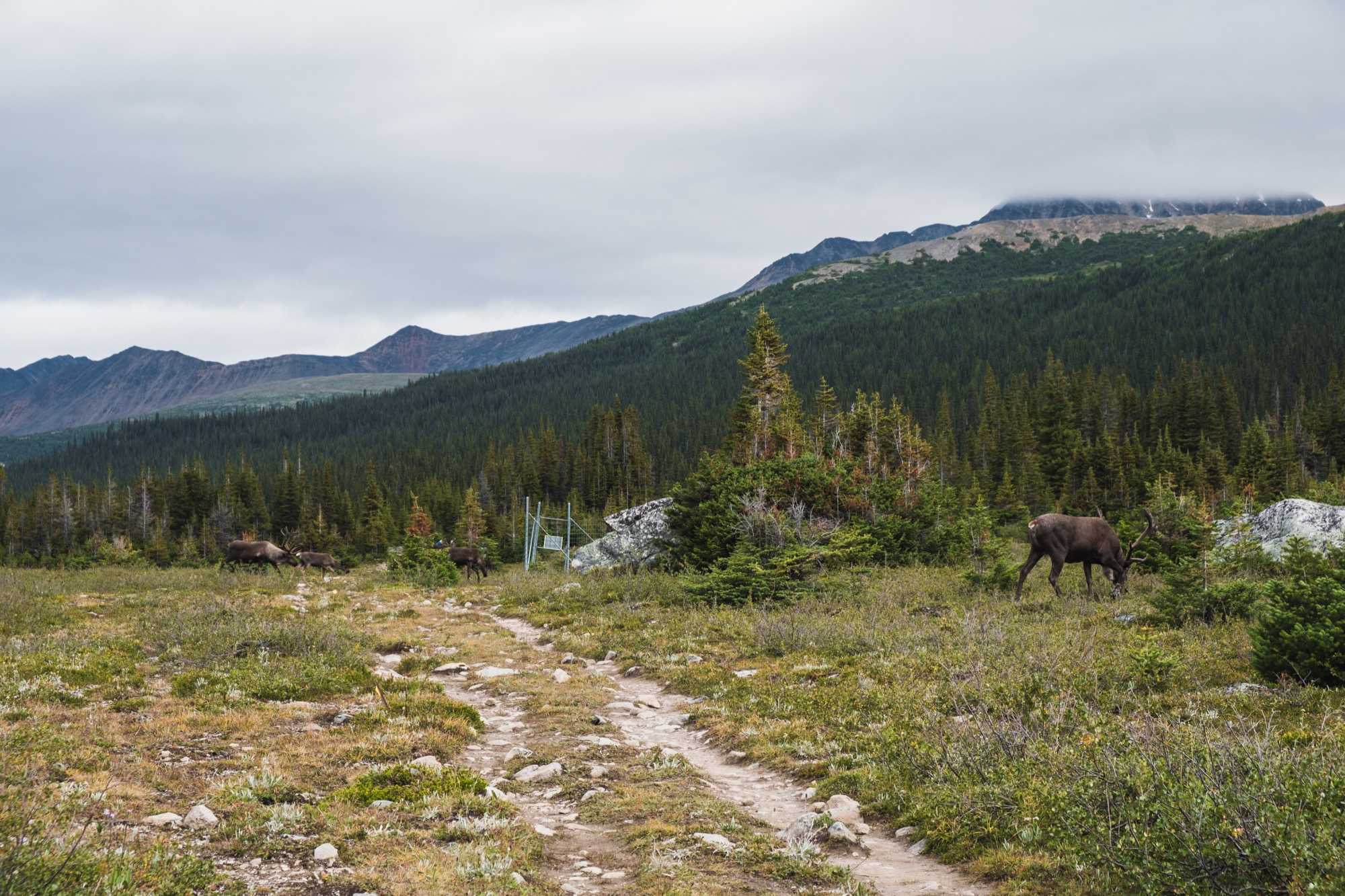 On the left, you can just barely see a caribou youngster! caribou herd