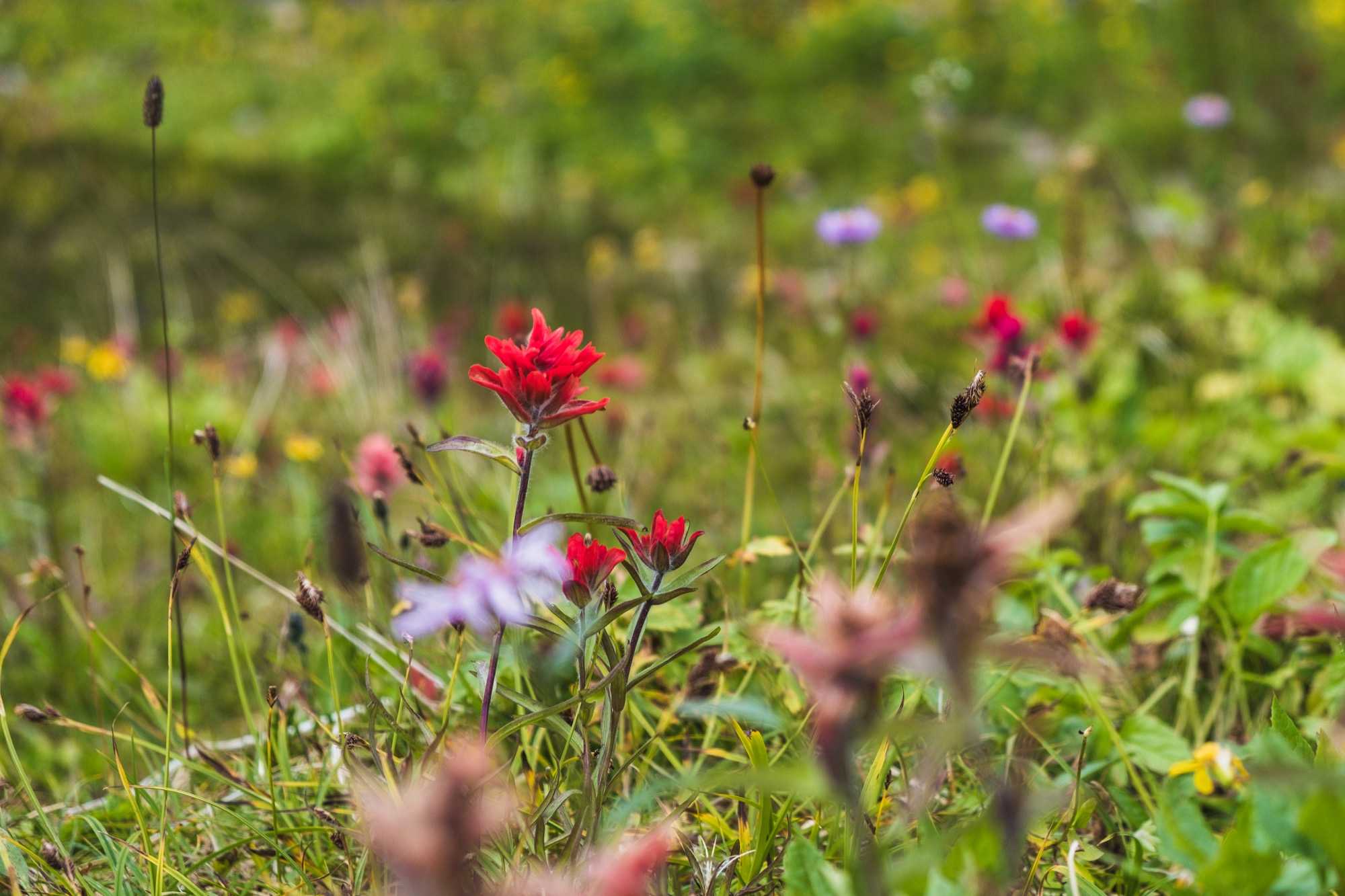 flowers2