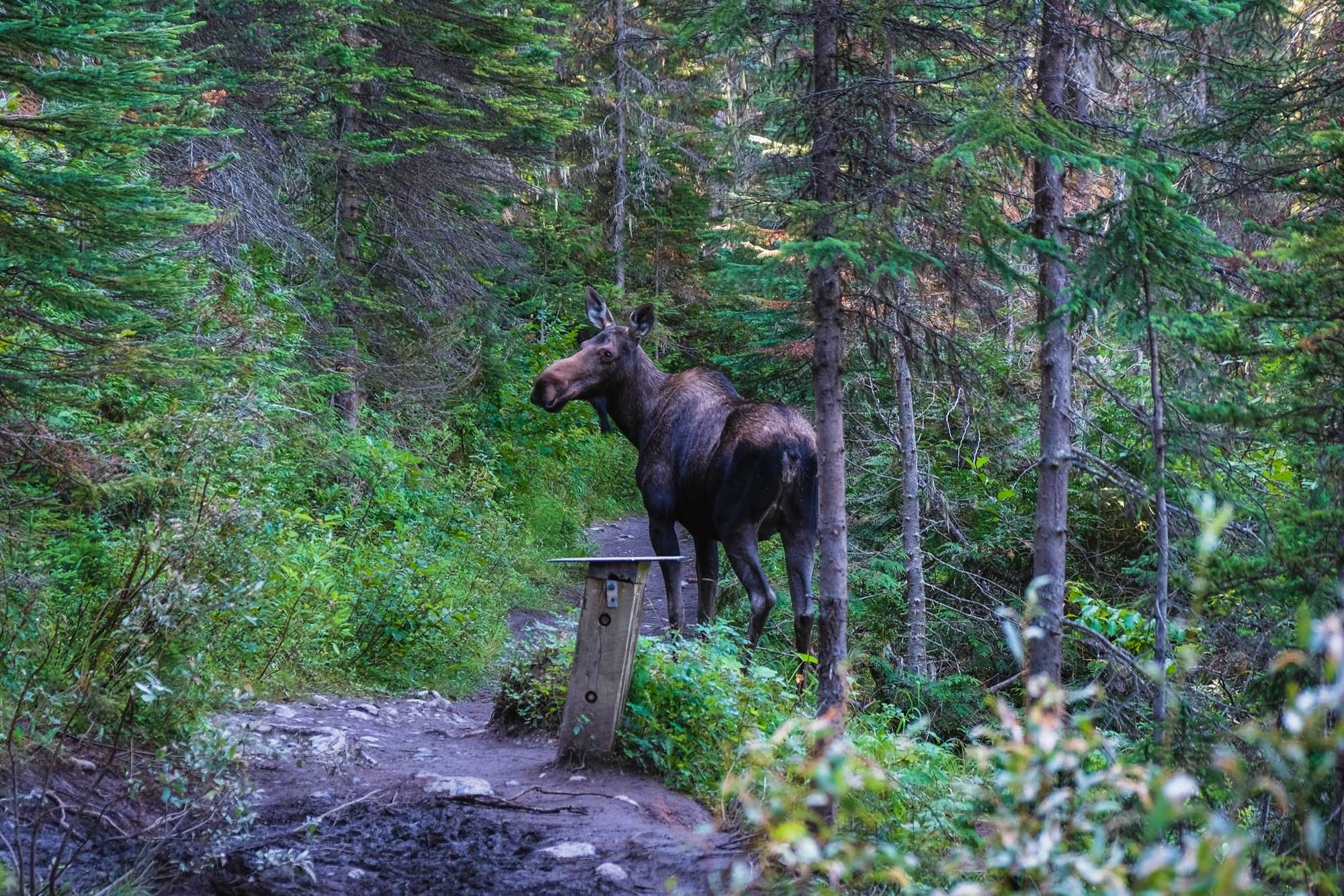 moose2